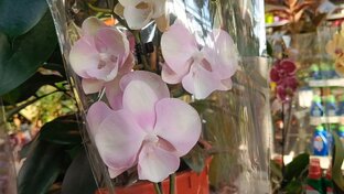 Орхидеи в Оби