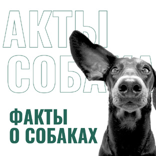 Факты о собаках
