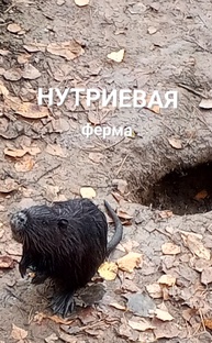 НУТРИЕВАЯ ферма.
