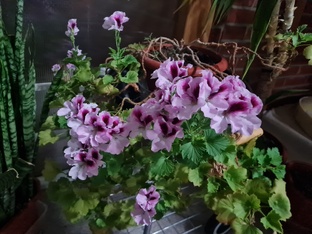 Каталог домашних растений