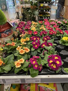 Сад, огород