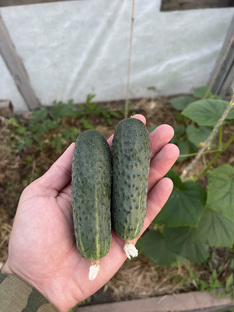 Огурцы 🥒 