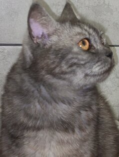 Без кота, жизнь не та 😻