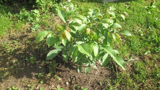 Грецкий орех