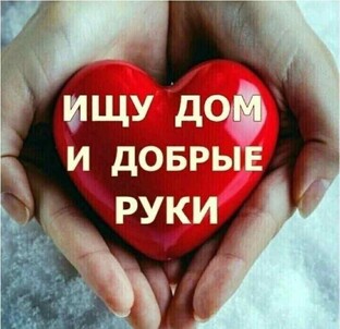 Нашим четвероногим малышам нужен ДОМ и любящие родители. 