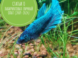 Статьи о лабиринтовых