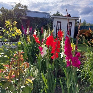 Гладиолусы на парадной клумбе