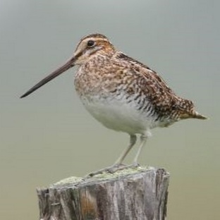 Бекас: тайны болотного мастера маскировки