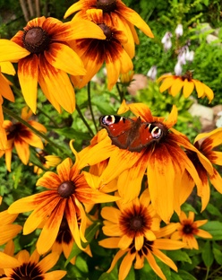 Эстетика дачного сада