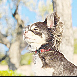 photo medical pets , screenshots , art, processing 
