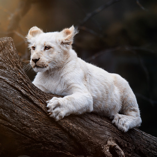 Животные и природа