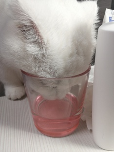 Истории про кошек 