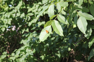 Цветы и растения