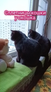 Сплетницы кошки у окошка