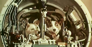 Собачьи истории