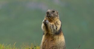 Млекопитающие