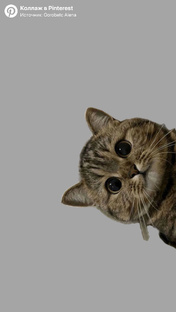 Все о кошках 🐱