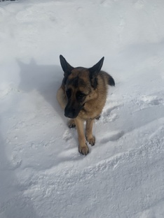 Из жизни магазина "Собачья слюнка"