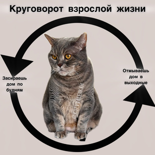 Домашние делишки 