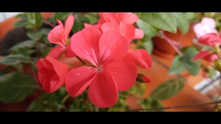 Цветы, дома и на улице.