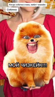 Домашние животные 
