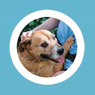 Вопросы о собаках