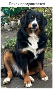 Помощь в поиске потеряшек