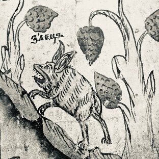 • ботаника •