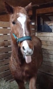Все мы немного лошади 🏇