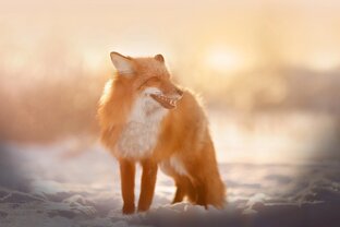 Лиса Гертруда