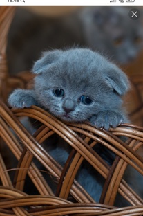 только уточки ла-ла-ла фан фан 