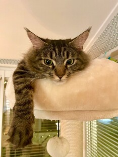 Цветочный гном детям .Сказки . 