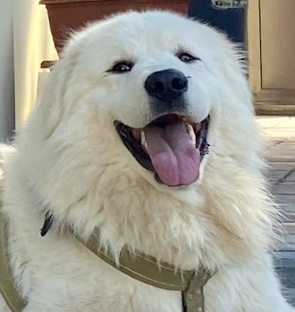 ВОЛЬТ ВОИН СИБИРСКОЕ СНЕЖНОЕ ЦАРСТВО