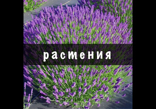 Разборы о растениях: куда сажать и как ухаживать 