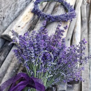 Лаванда и лавандин