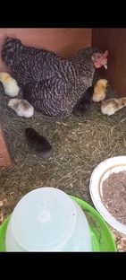 Всё о Цыплятах от А до Я. 