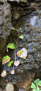 PRO растения