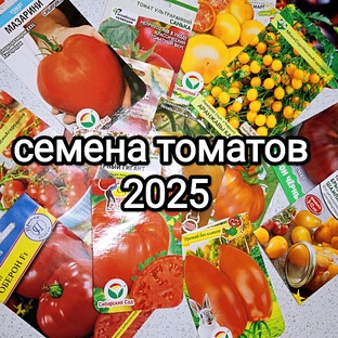 Сезон 2025