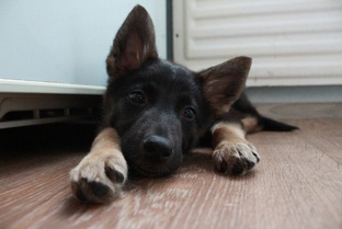 Я предала свою собаку.