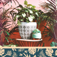 Выбор растения