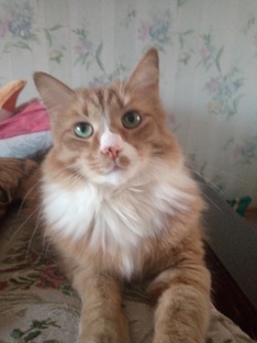Мой котик