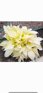 Хосты в моём саду 