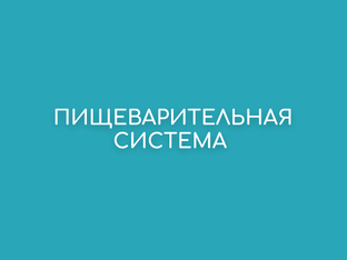 Пищеварительная система