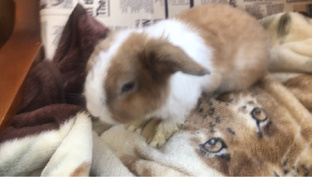 Живой уголок