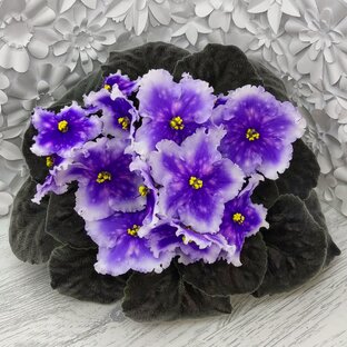 Фиалки. Селекция Dn- Дмитрия Денисенко 