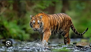 Наши лучшие друзья "Животные" 