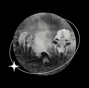 Деревенские истории