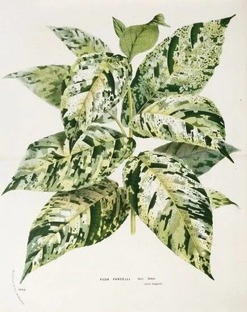 Вариегатность 