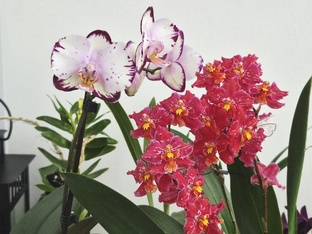 Новые орхидеи