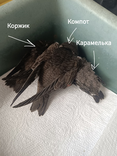 Про стрижей!